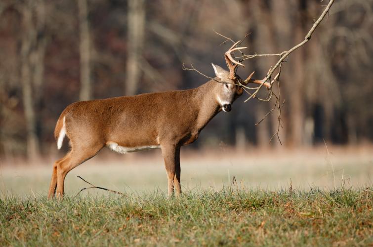 A whitetail deer buck rubbing its antlers on a small tree branch