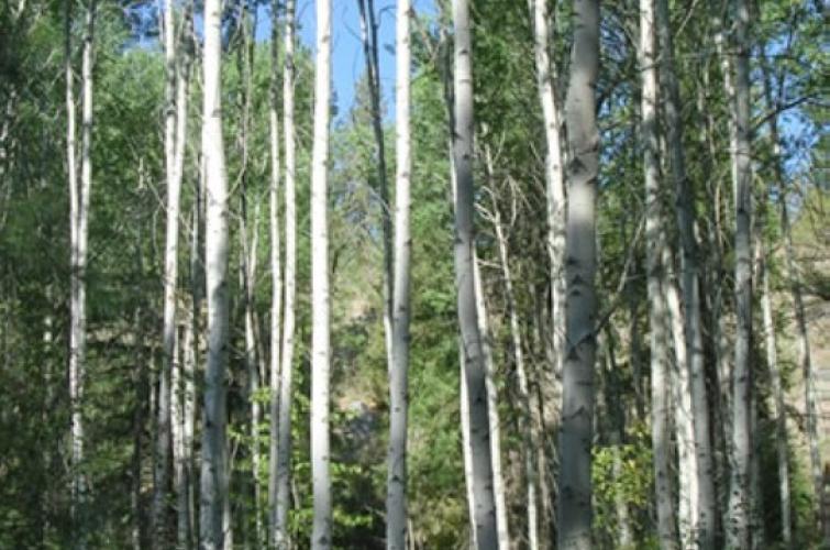 Trees on a sunny day at Rustler's Gulch