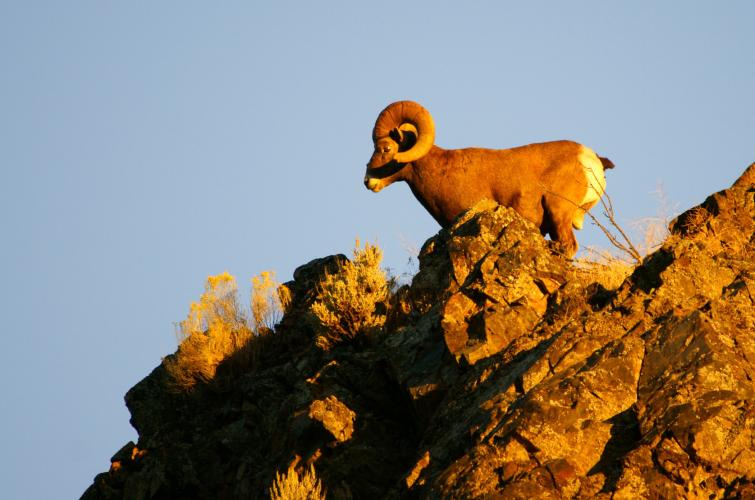 A bighorn sheep ram standing high on a rocky outcropping, with a blue sky behind and the sun casting an orange hue
