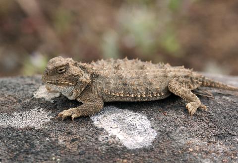 Small tan colored, fat and oval shaped pygmy short-horned lizard sunning itself on a rock