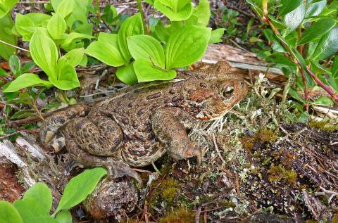 Close up of an adult western toad among vegetation on the ground
