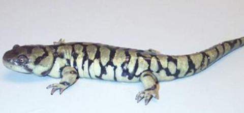 Adult tiger salamander with blotchy dark and light coloration.