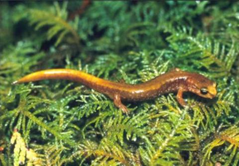 Close up of a Van Dyke's salamander on moss