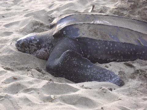 Close up of a leatherback sea turtle after laying its eggs on a beach in Tobago.