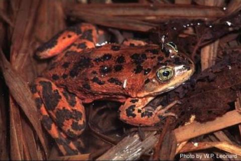 Close up of an adult Oregon spotted frog
