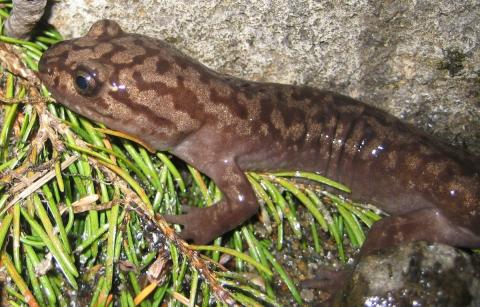 Close up of a Pacific giant salamander on the ground