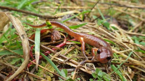 Close up of an adult ensatina crawling on the ground