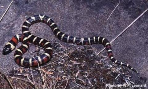 View of the topside of a California mountain kingsnake uncoiled on the ground