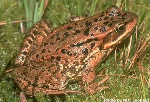 Close up of a Cascades frog 