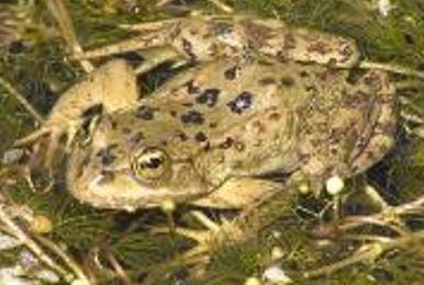 Close up of a Columbia spotted frog in a wetland