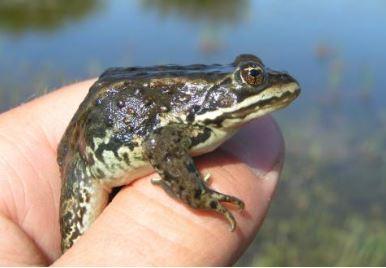 Close up of a Columbia spotted frog held by a hand