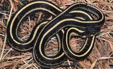 Close up of a coiled common gartersnake on the ground