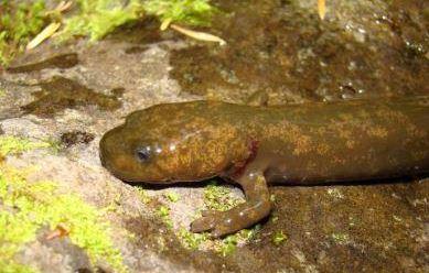 Close up of a Cope's giant salamander on mossy ground