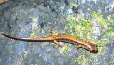 Close up of a Dunn's salamander on a mossy surface