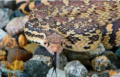 Close up of a coiled gophersnake