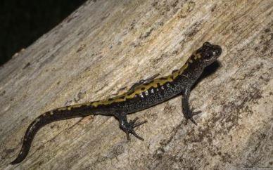 Close up of a long-toed salamander