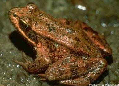 Close up of a northern red-legged frog