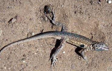 Close up of a side-blotched lizard on sand