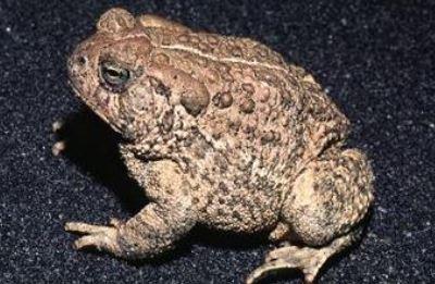 Close up of a Woodhouse's toad