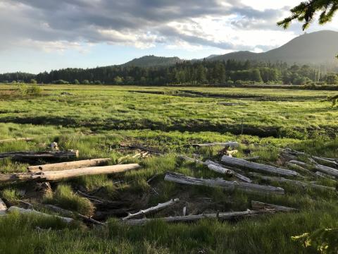 Saltwater marsh of Duckabush Wildlife Area Unit.