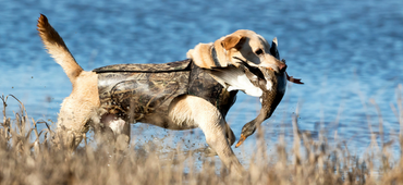 Hunting dog carries bird in mouth
