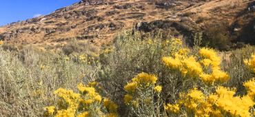Wildflowers and arid landscape.