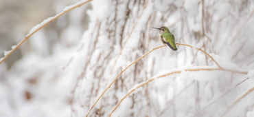 Hummingbird perched on branch surrounded by snow.