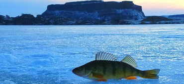 Perch on top of frozen lake.