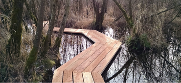 Wooden boardwalk through wetland.