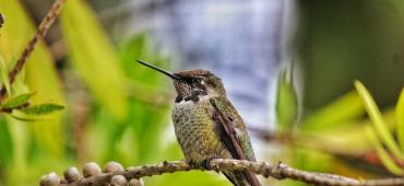 Little hummingbird on a branch.