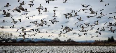 Snow geese take flight in Skagit Valley 