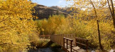 Bridge surrounded by fall colors at W.T. Wooten Wildlife Area