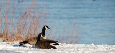 Two Canada geese sitting on a snowy bank next to a body of water.