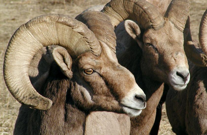 Closeup photo of two bighorn sheep