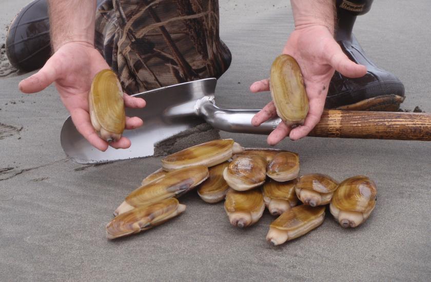 Photo of a razor clam limit on the beach with a clam shovel