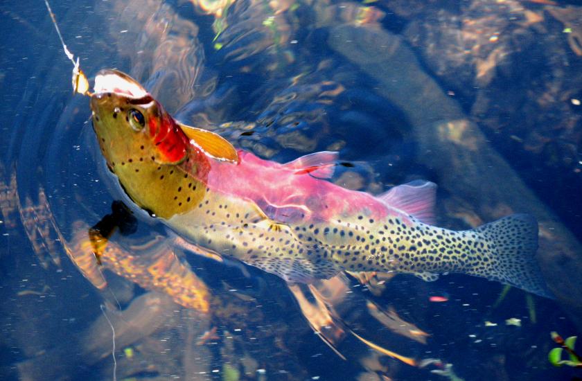 Vibrantly colored cutthroat trout hooked with its head partially out of the water