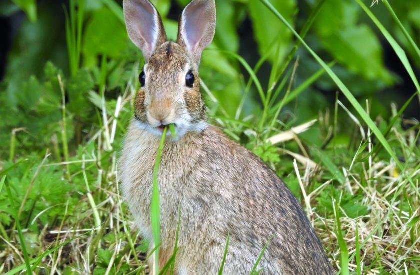 Rabbit sitting in the grass, ears forward, and looking into the camera