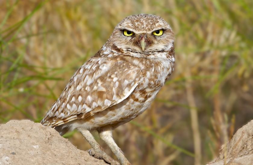 Adult burrowing owl looking directly into the camera