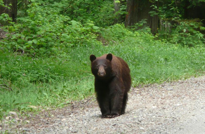 Black bear walks along a road in the spring.