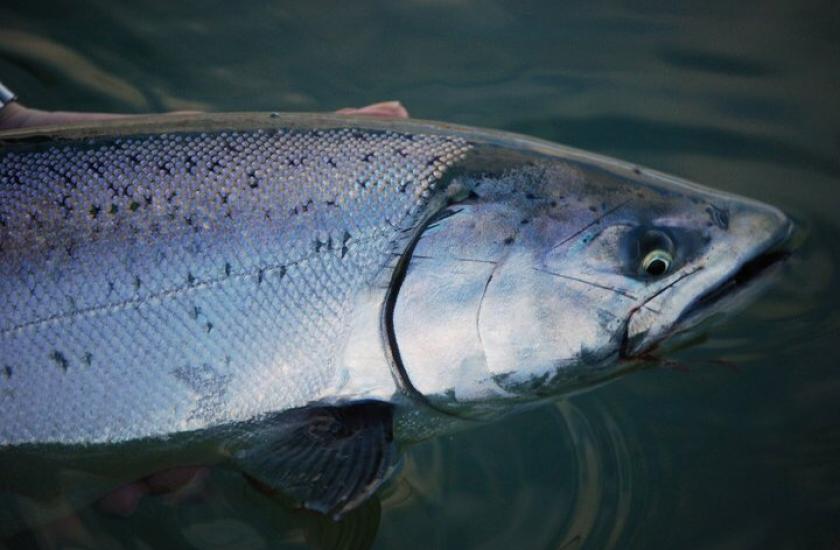 Puget Sound blackmouth salmon