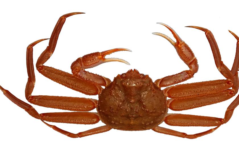 Tanner crab from Puget Sound, dorsal view.
