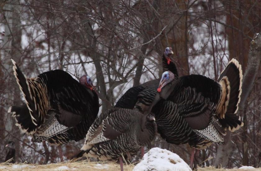 A group of four wild turkeys grouped together