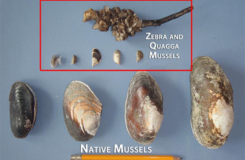Comparison of zebra/quagga mussels to native mussels