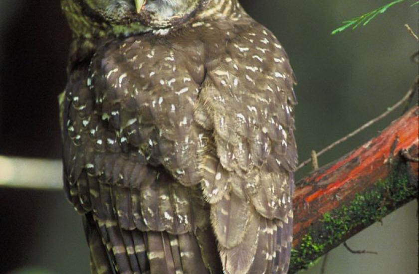 Closeup of the backside of a northern spotted owl with the owl's head turned around and facing the camera; owl is perched on a cedar branch.