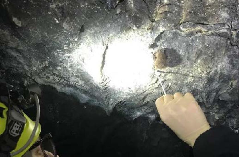 By the light of her headlamp, a WDFW researcher swabs a Townsend's big-eared bat in a cave to sample for white-nosed syndrome 
