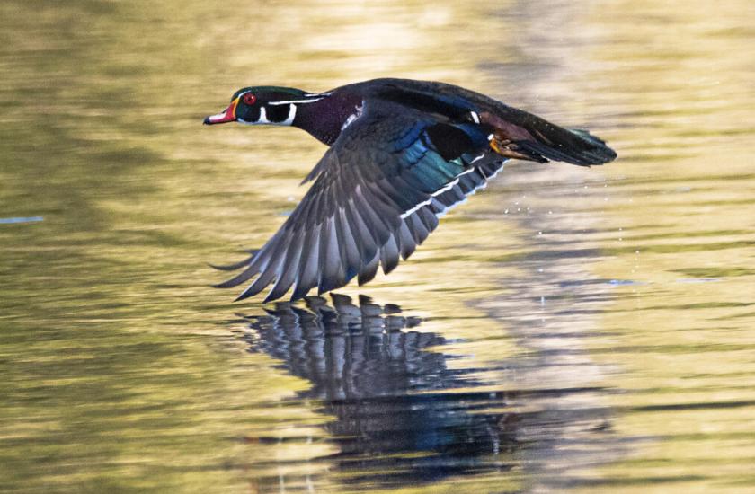 Wood duck flying just above the water with reflection