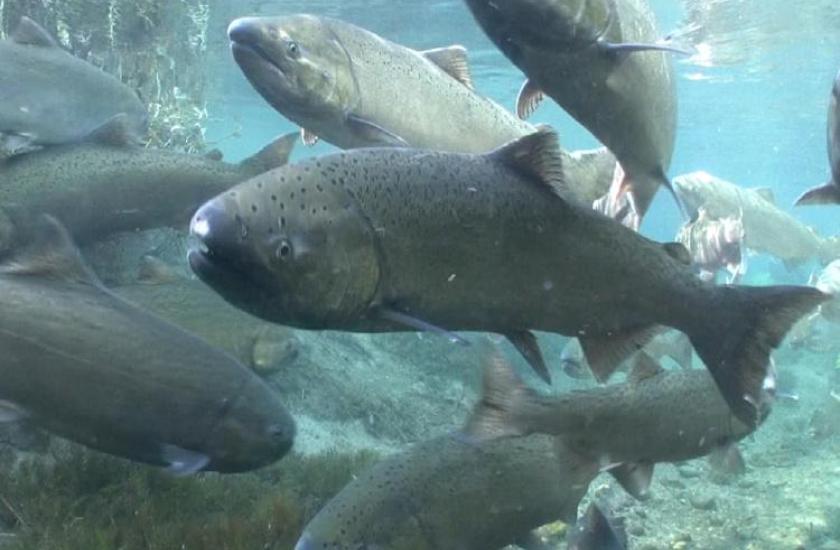 Underwater view of Chinook salmon swimming in a group