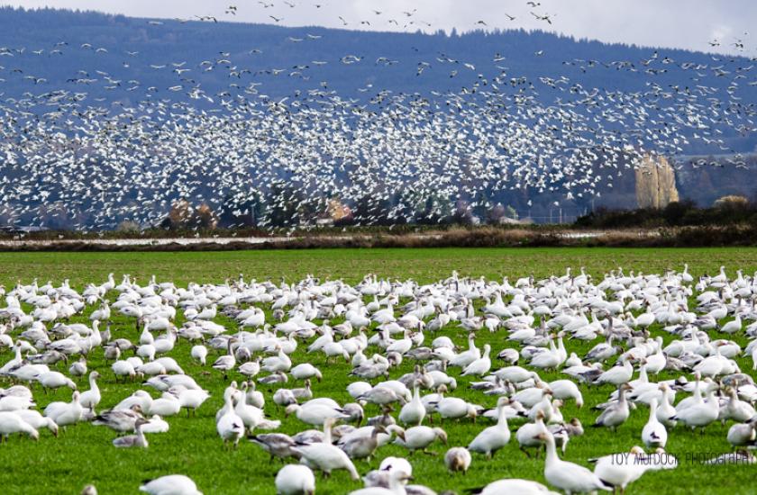 View of hundreds of snow geese in green farm field and huge flock of snow geese in flight above in the background
