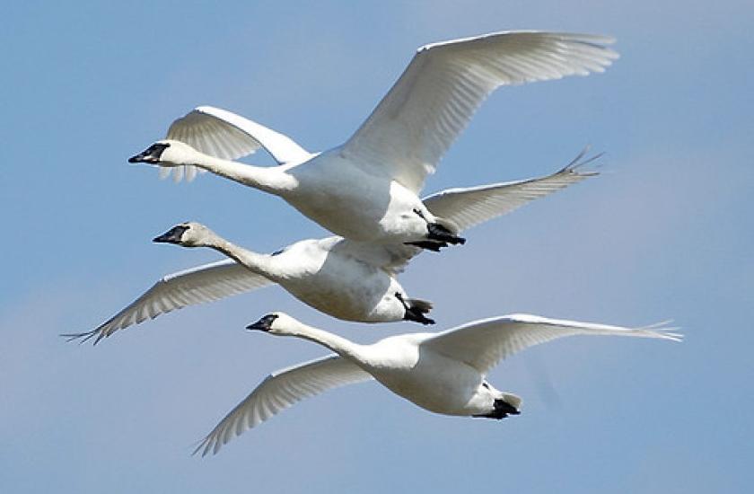 View of three trumpeter swans in flight under a blue sky