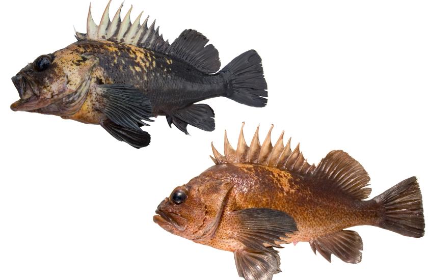 Quillback Rockfish showing color morphs